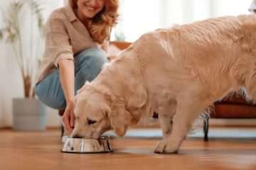 En İyi Köpek Maması Nasıl Seçilir?